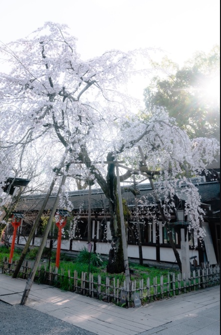 平野神社　魁桜